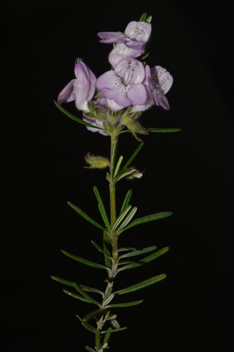 Foto de Conradina verticillata