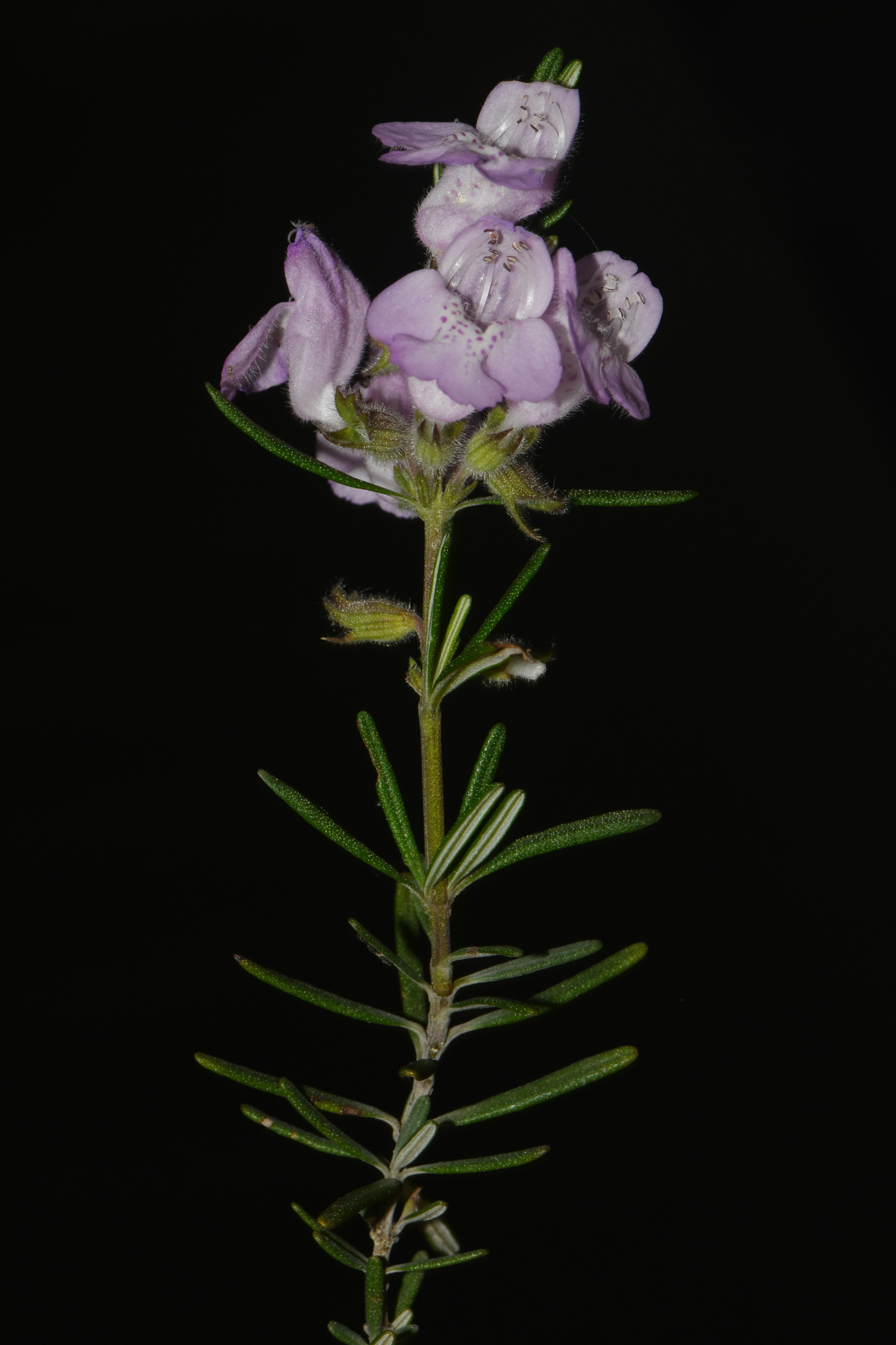 Imagem de Conradina verticillata