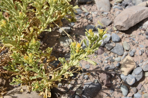 Iphiona aucheri