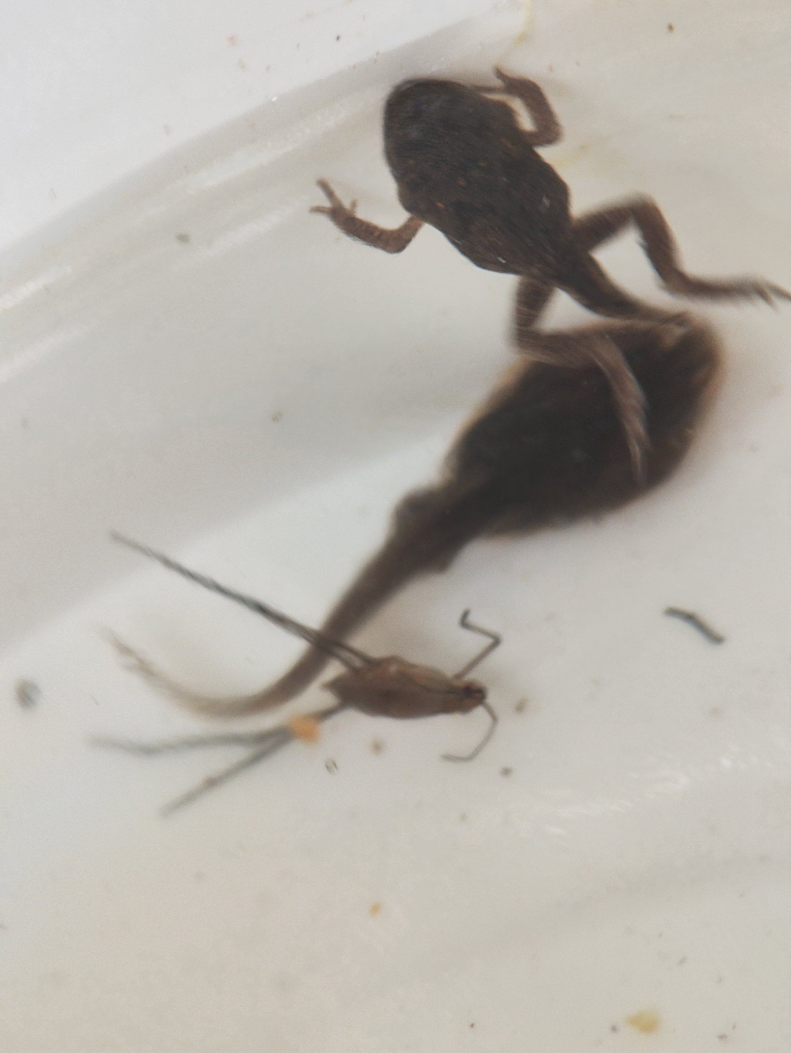 Indian Common True Toad