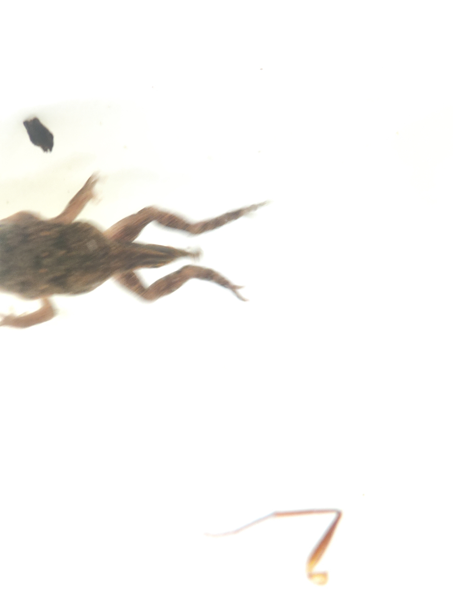 Indian Common True Toad