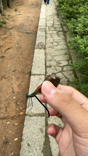 Matrona basilaris