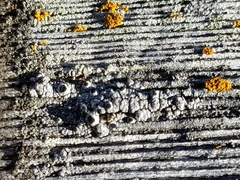 Pseudothelomma occidentale