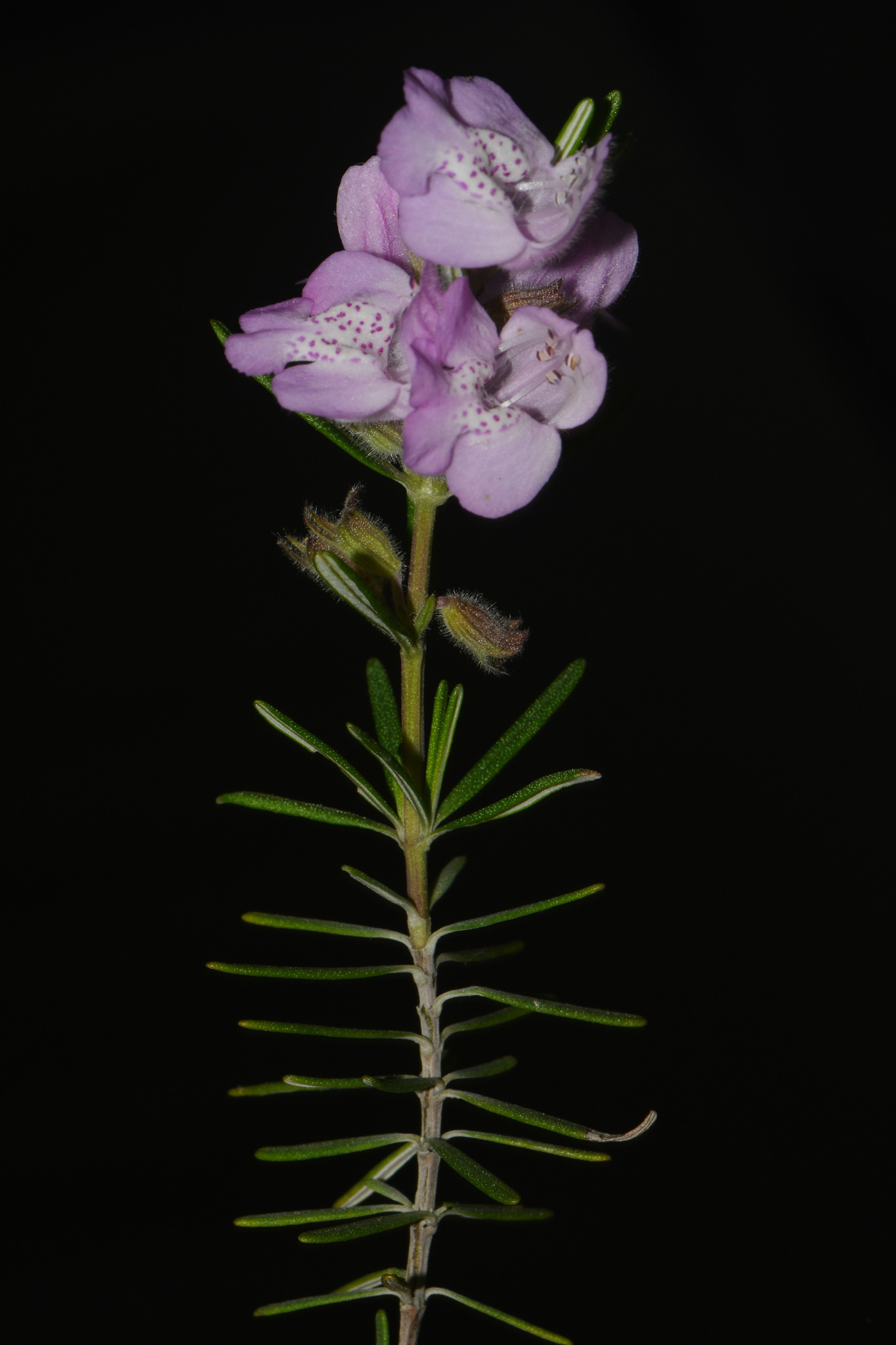 Imagem de Conradina verticillata
