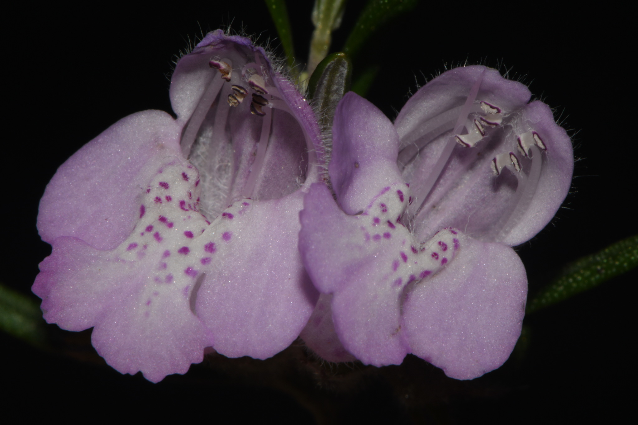 Imagem de Conradina verticillata