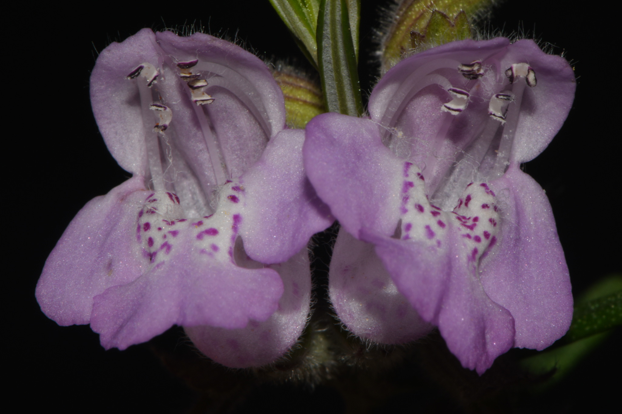 Imagem de Conradina verticillata