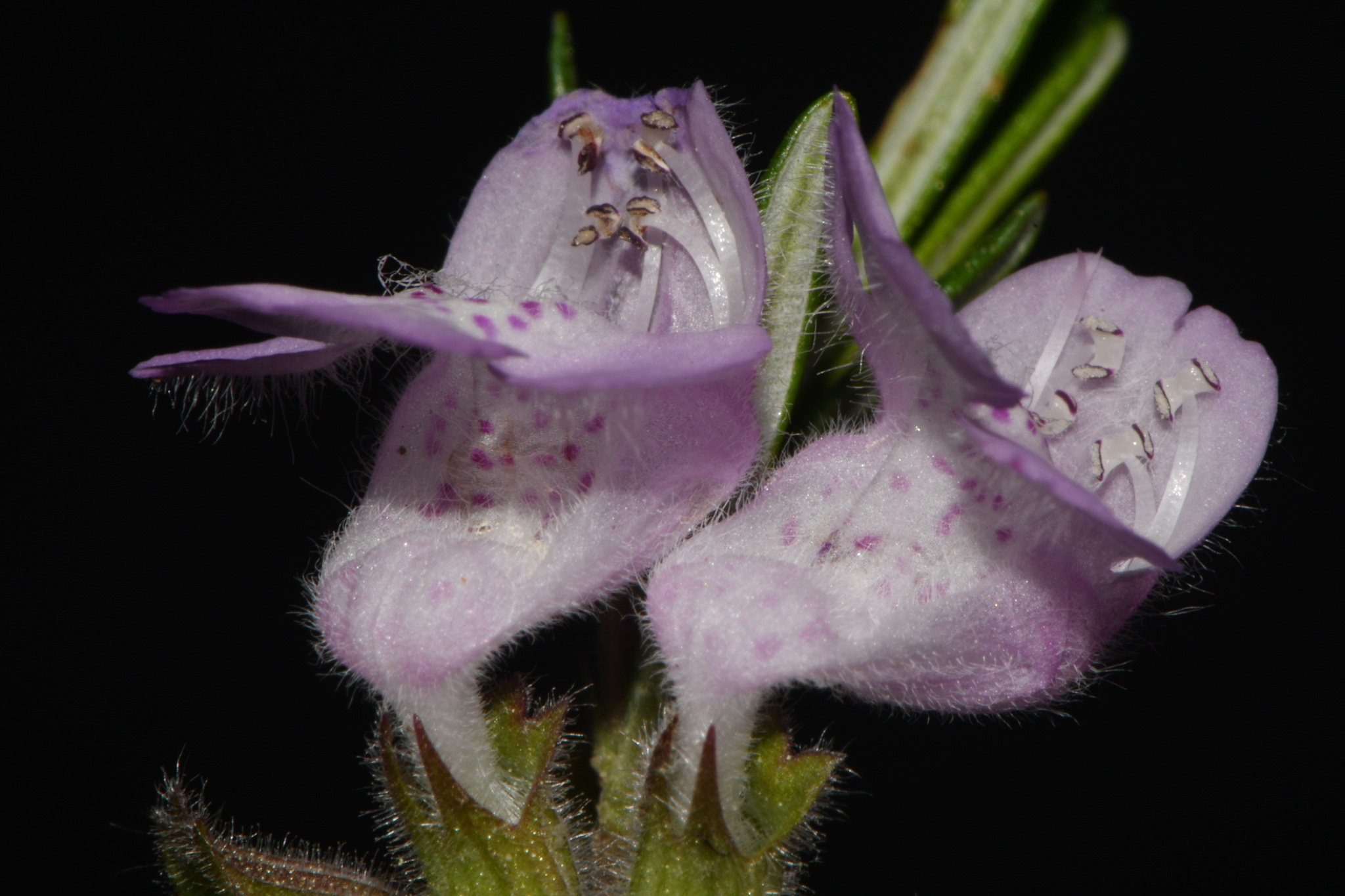 Imagem de Conradina verticillata