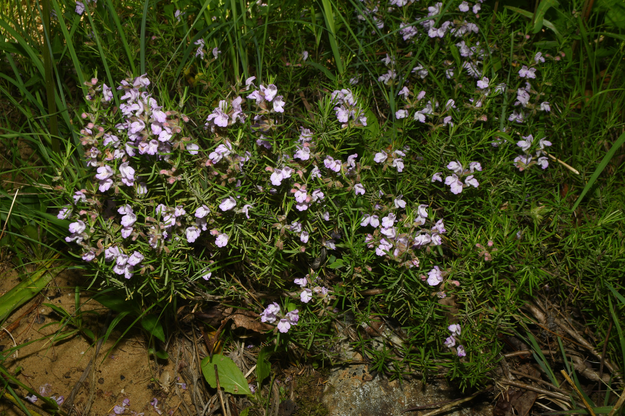 Imagem de Conradina verticillata