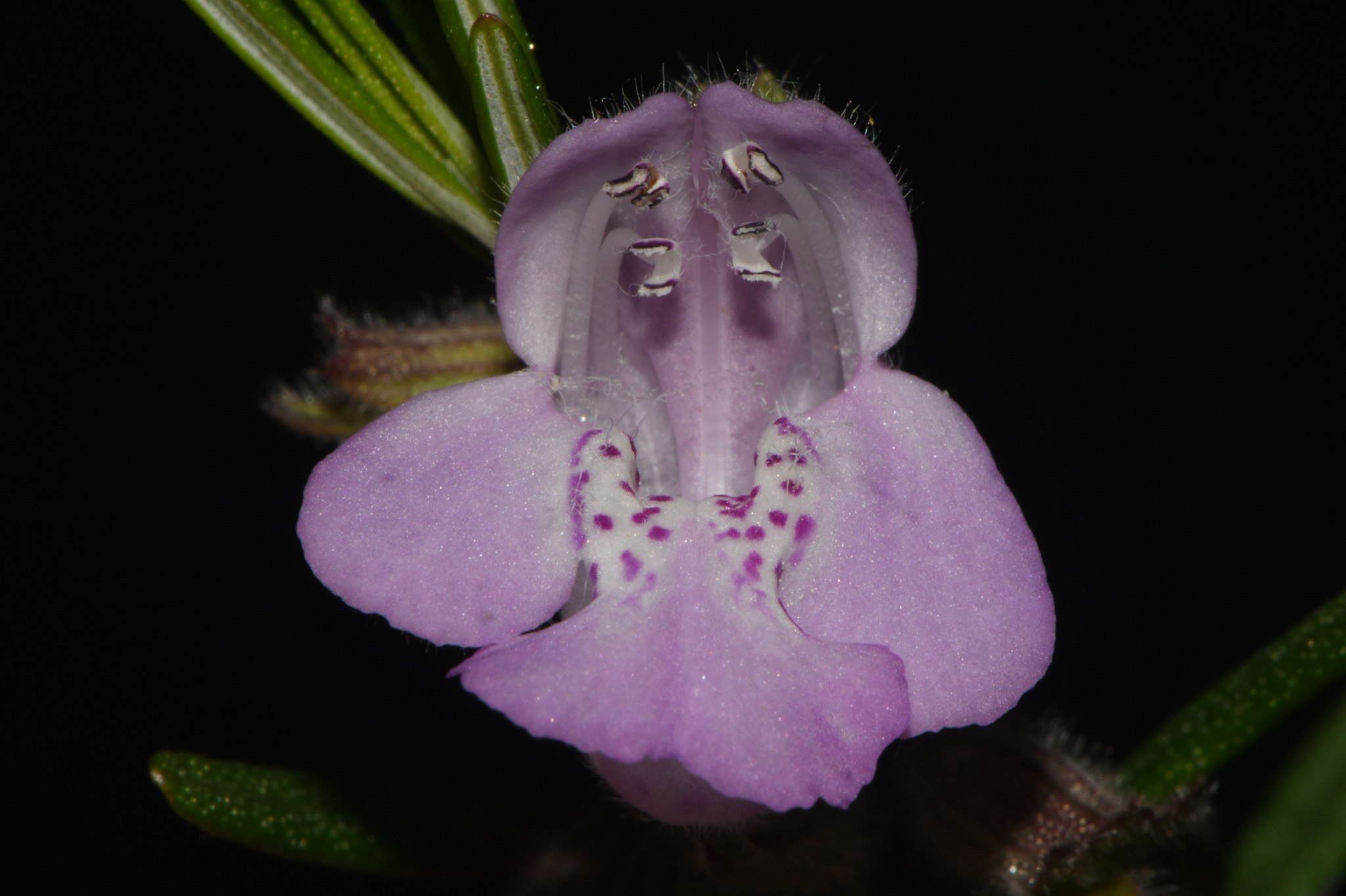 Imagem de Conradina verticillata