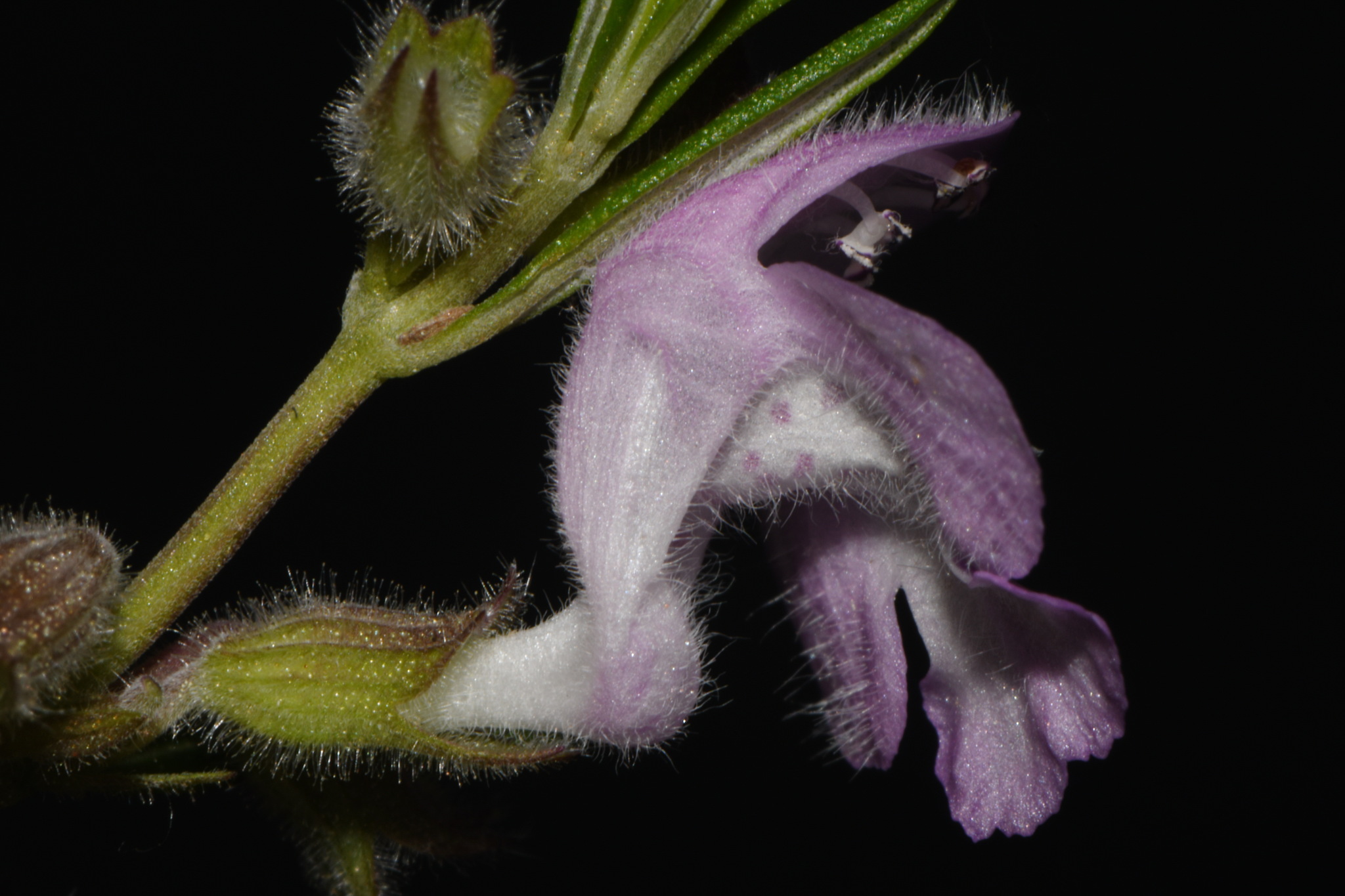 Imagem de Conradina verticillata