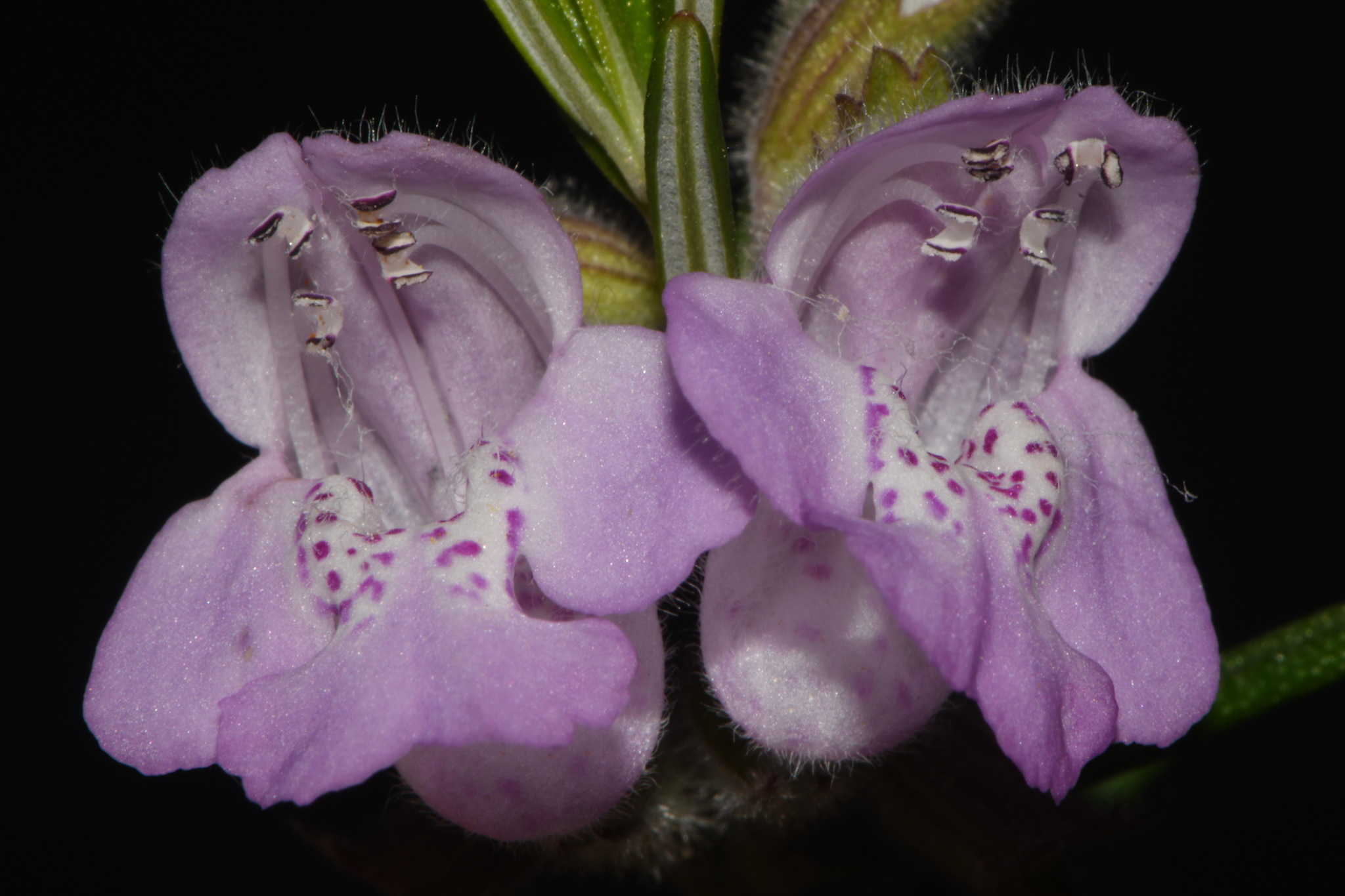 Imagem de Conradina verticillata