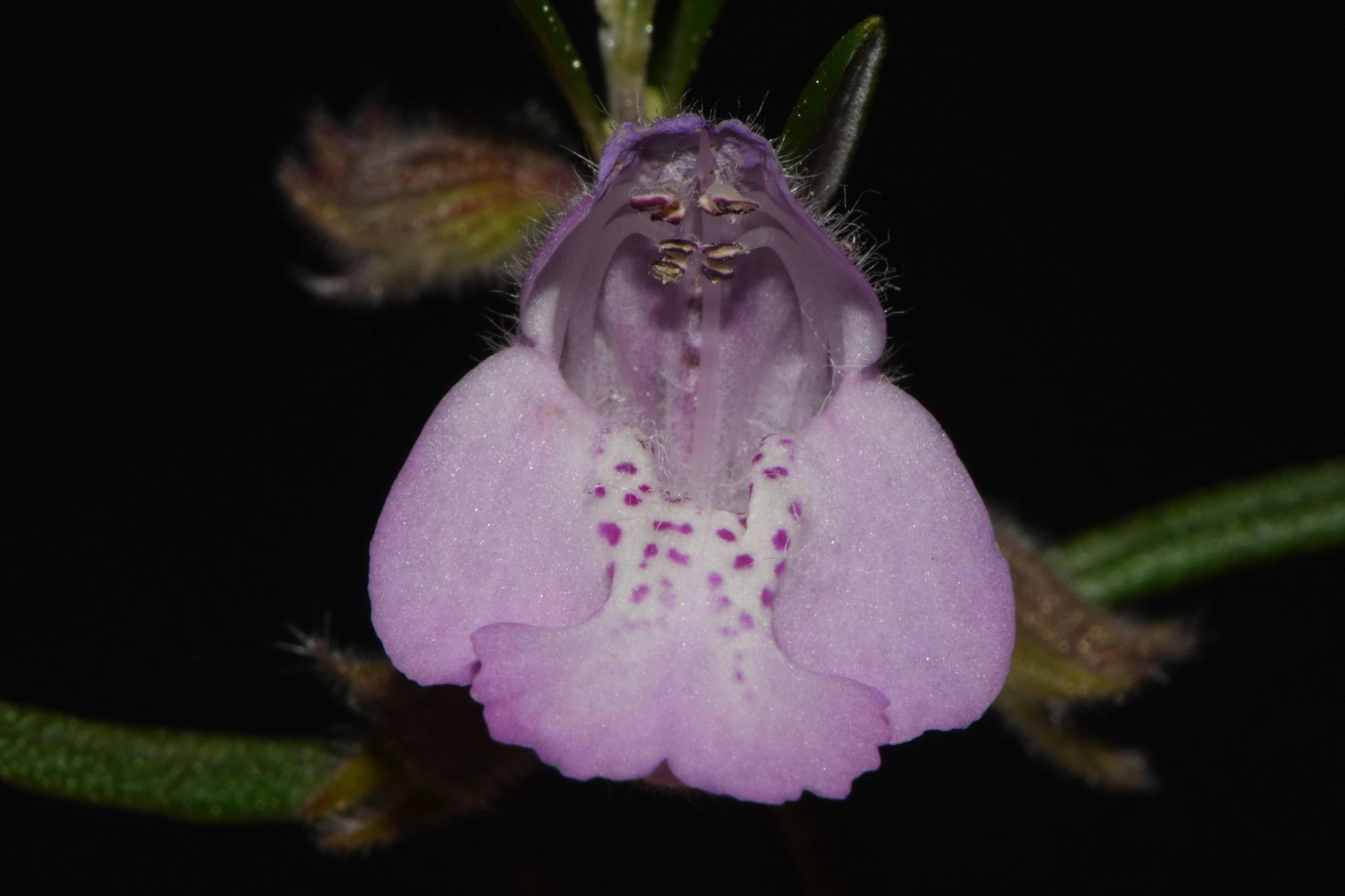 Imagem de Conradina verticillata