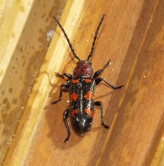 Zagymnus clerinus