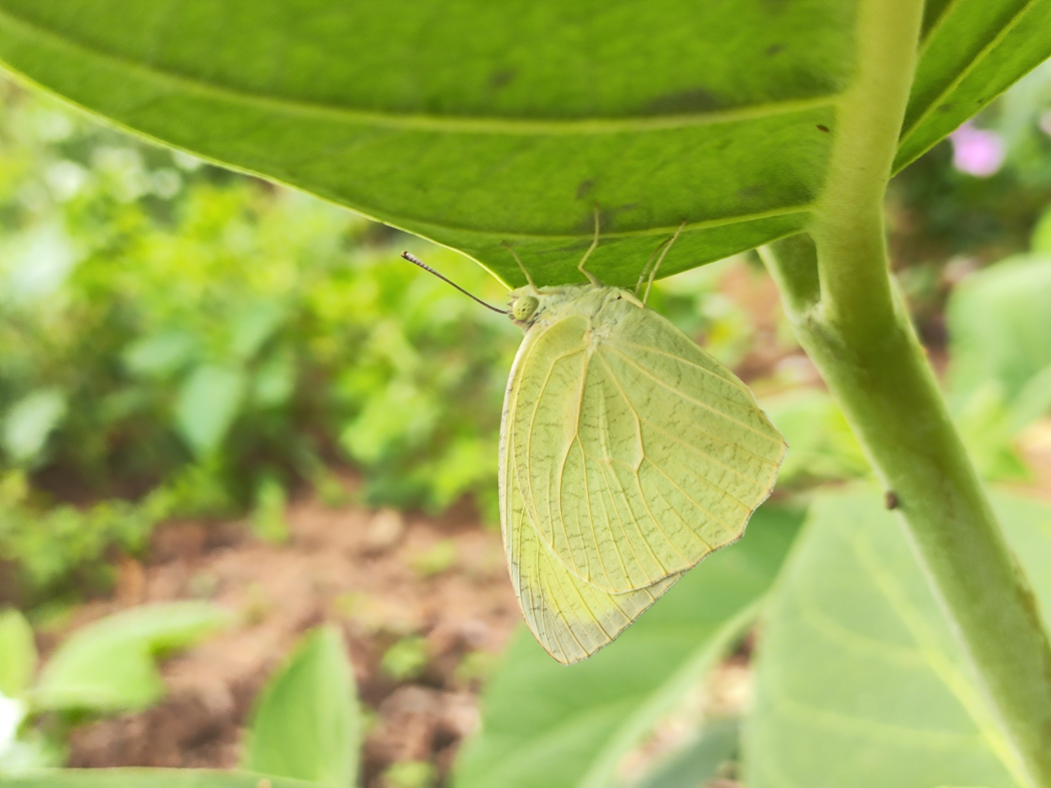 Mottled Emigrant
