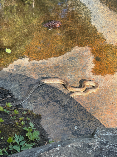 iNaturalist observation photo of Gopher Snake