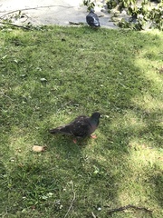 Columba livia domestica