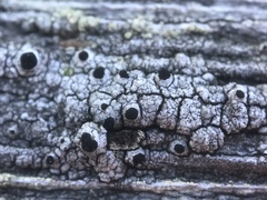 Pseudothelomma occidentale