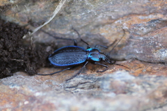 Carabus lefebvrei