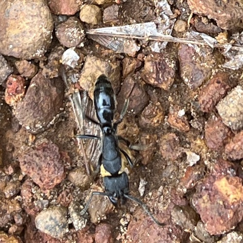 African stink ant