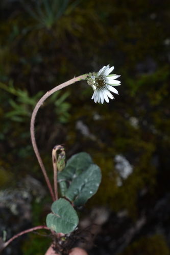 Chaptalia cordata