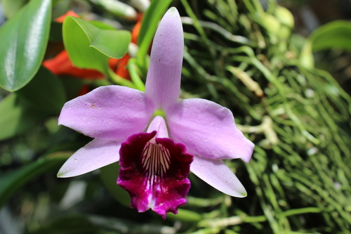 Bicalhoi Cattleya