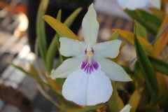 Miltonia spectabilis