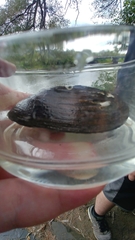 Unionoidea