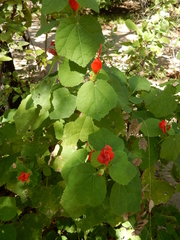 Malvaviscus arboreus drummondii
