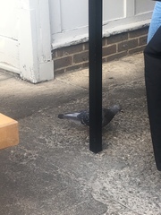 Columba livia domestica