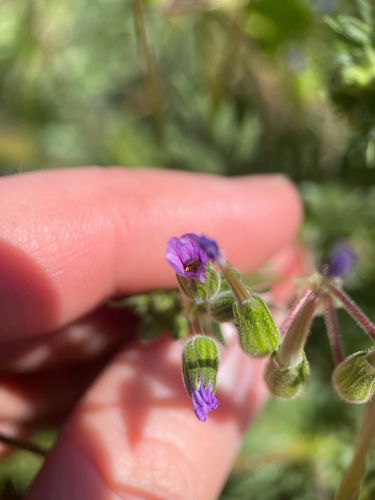 Hairy-pitted Stork's-bill (Erodium brachycarpum)