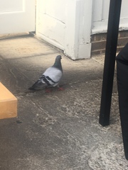 Columba livia domestica