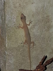 Hemiphyllodactylus typus