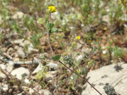 crown medick (Medicago coronata)
