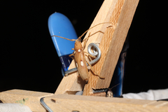 Eburia quadrigeminata