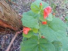 Malvaviscus arboreus drummondii