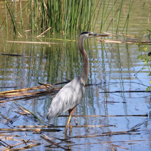 iNaturalist observation photo of Great Blue Heron