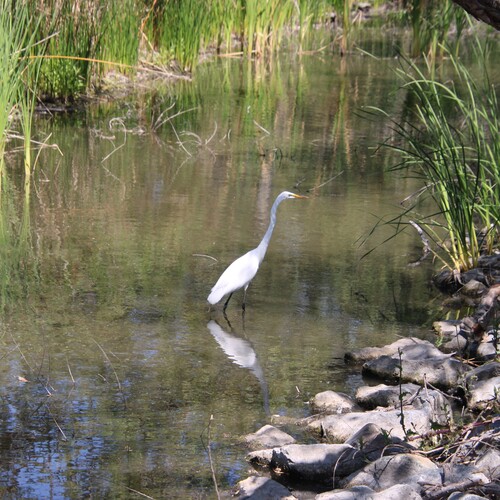 iNaturalist observation photo of Great Egret