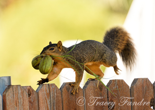 Fox Squirrel Sciurus Niger Inaturalist