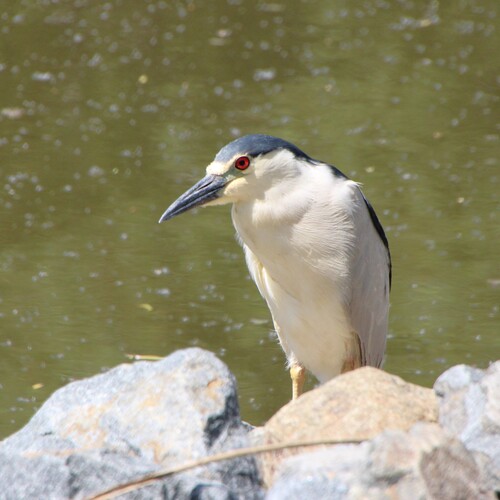 iNaturalist observation photo of Black-crowned Night Heron