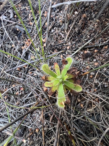 Alice sundew