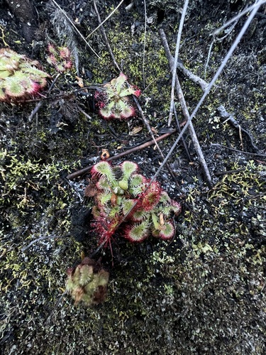 Drosera xerophila
