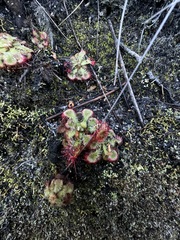 Drosera xerophila