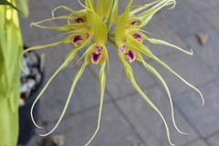 Bulbophyllum virescens