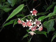 Rubus kawakamii