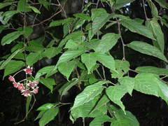 Rubus kawakamii