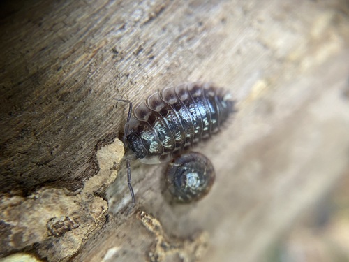 Photo of Common Shiny Woodlouse (Oniscus asellus)