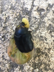 Protaetia opaca