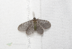 Nallachius americanus