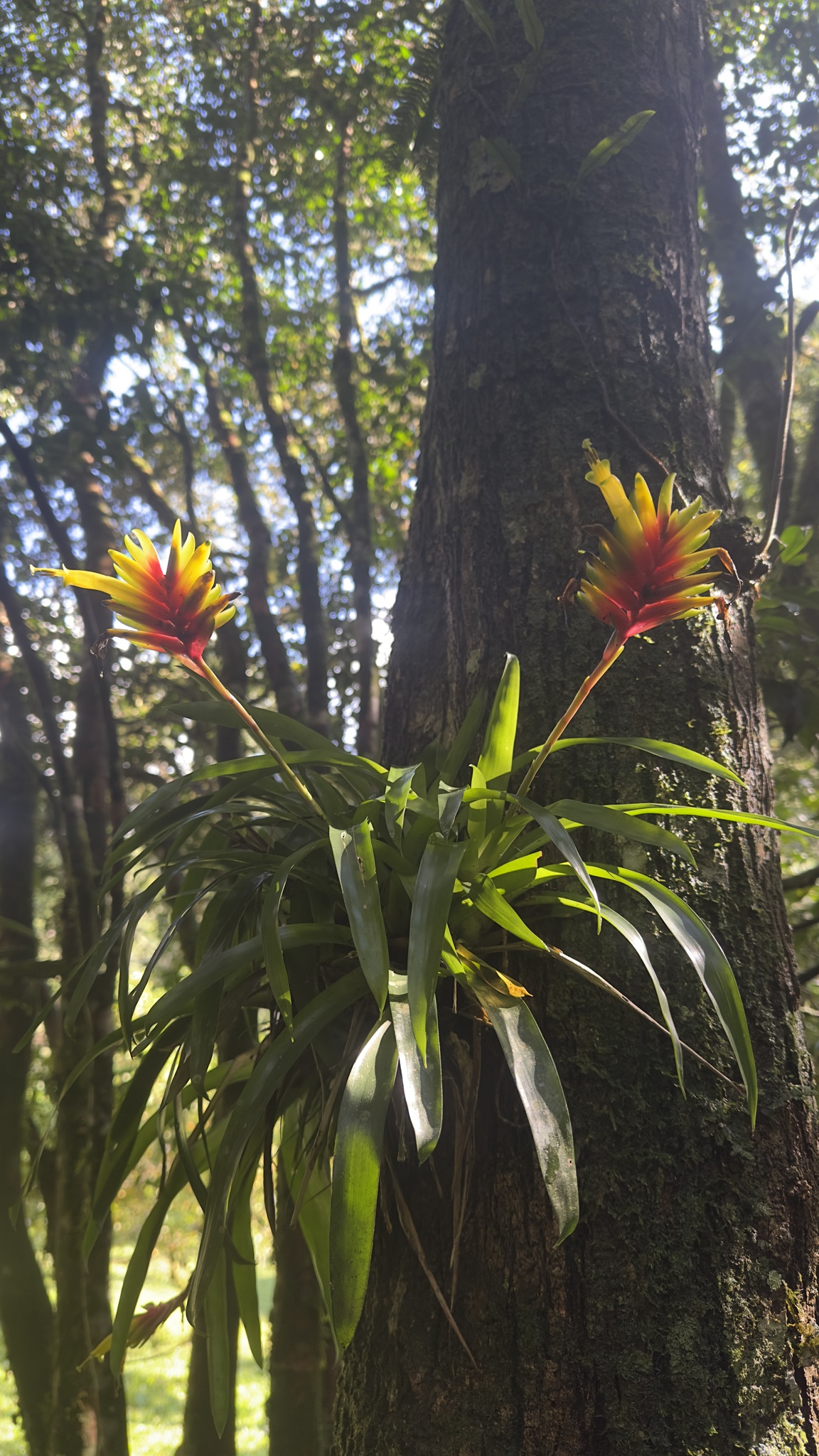 Vriesea carinata