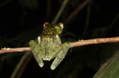 Itapotihyla langsdorffii